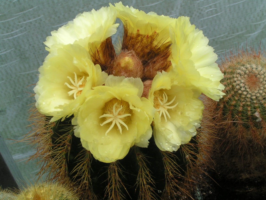 Eriocactus claviceps